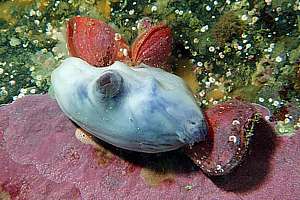 blue star seasquirt (Asterocarpa coerula)