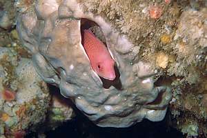 scarlet wrassse (Pseudolabrus miles) sleeping in sponge