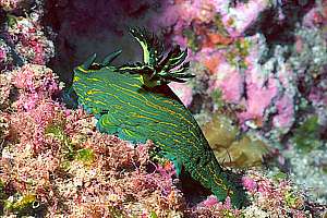 sea tiger (Roboastra luteolineata) eating other tambja