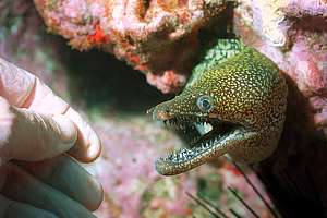 meeting a mosaic moray