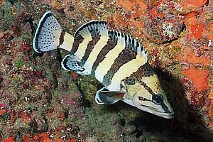 yellow-banded perch (Acanthistius cinctus)