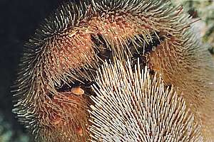 giant heart urchin (Brissus gigas)