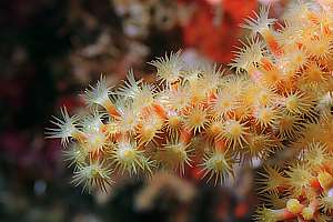 zoanthid anemones on a dead gorgonean fan