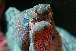 mosaic moray (Enchelycore ramosa)