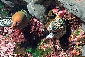 a mosaic moray and a yellow moray