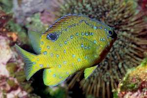 young black angelfish (Parma alboscapularis)