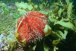 white-spined urchin (Tripneustes gratilla)