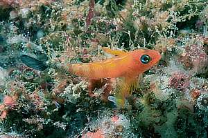 blue-eyed triplefin (Notoclinops segmentatus) in spawning colours