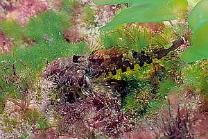 cryptic triplefin (Cryptichthys jojettae)