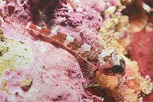 scalyhead triplefin (Karalepis stewarti)