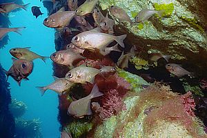 bigeyes (Pempheris adspersa)