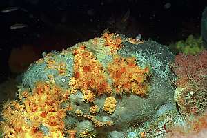 yellow zoanthid anemones invading a grey sponge