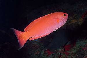 female northern splendid perch (Callianthias australis)