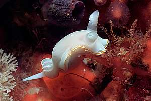 gold-ribbon doris (Chromodoris aureomarginata)