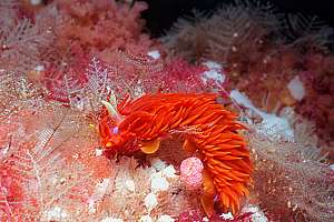 fire slug (Janolus ignis)