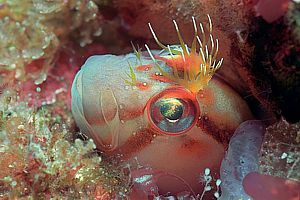 crested blenny (Parablennius lacticlavius)