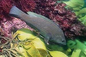 female green wrasse (Notolabrus inscriptus)