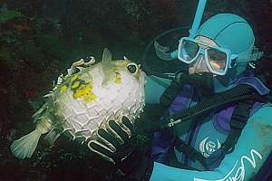 porcupine fish (Allomycterus jaculiferus)