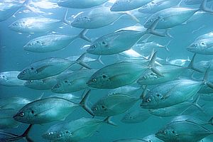 school of trevally (Pseudocaranx dentex)