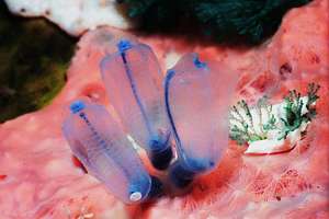 glassy flask seasquirts (Pycnoclavellina sp.)