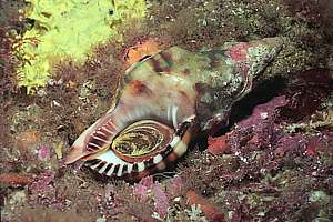 trumpet whelk (Charonia lampas rubicunda.)