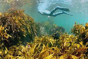 snorkel adventure under the Natural Bridge