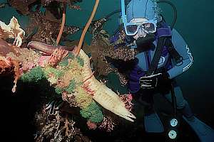 diver and grey moray eel