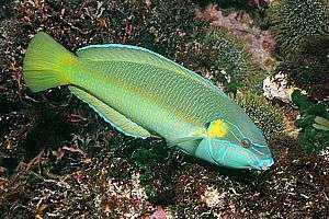 male elegant wrasse (Anampses elegans)