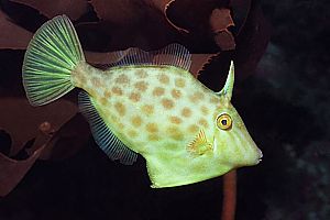 baby leatherjacket (Parika scaber)