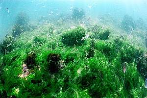 rotting sea lettuce