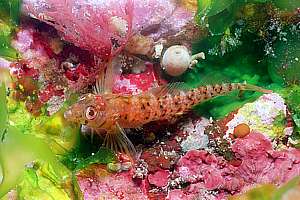 Yaldwyns triplefin (Notoclinops yaldwyni)