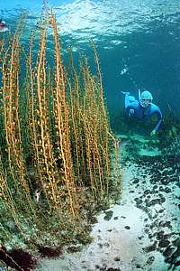 featherweed (Carpophyllum plumosum)