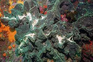 massive grey sponge (Ancorina alata)