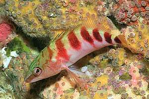 a half-banded perch tucked away in a recess.