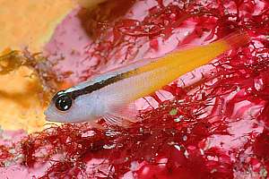 yellow-black triplefin (Forsterygion flavonigrum)