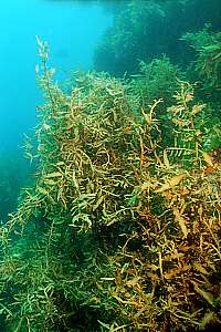 a forest of flexible weeds  (Carpophyllum flexuosum)