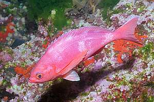 pink maomao (Caprodon longimanus) sleeping