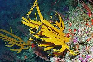 sick rough antler sponge (Iophon proximum)