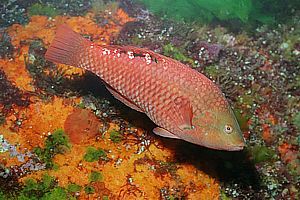 mature male orange wrasse (Pseudolabrus luculentus)