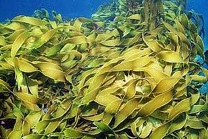 strap kelp (Lessonia variegata)