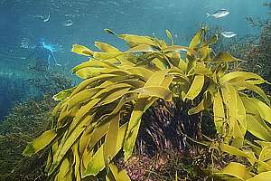 strap kelp (Lessonia variegata)