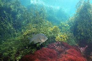 black angel fish (Parma alboscapularis) with golden wrack