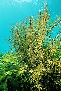 long-leafed zigzag weed