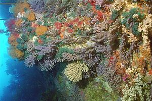 gorgonean fans on a vertical rock wall