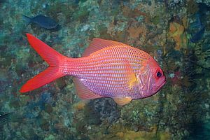 mature golden snapper (Centroberyx affinis)