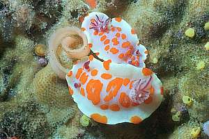 clown doris (Ceratosoma amoena)