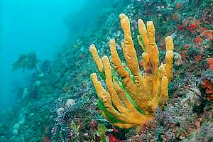 yellow antler sponge (Iophon proximum)