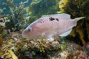 male spotty (Notolabrus celidotus)