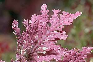 detail of a coralling alga