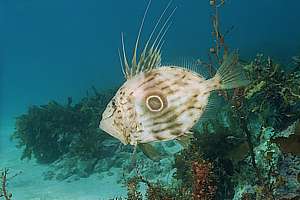 john dory (Zeus faber) is a voracious predator